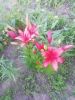 IMG_20210616_191947.thumb.jpg.8aed5623db06508a374fa2d57a5d1a96.jpg