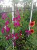IMG_20210616_192112.thumb.jpg.451dca8cf1ccaf9029e5ac1bacb4db20.jpg