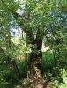 IMG_20210617_122206.thumb.jpg.f5aed207c26a556e4f47de59ac90f0b3.jpg