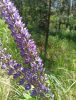 IMG_20210617_122830.thumb.jpg.f6c25200c093c41cd94ca2966e0a3fb7.jpg
