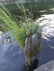 IMG_20210617_171822.thumb.jpg.c92ed0f6665b2d20e2c713274eddd1db.jpg
