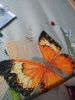 IMG_20210626_185452.thumb.jpg.fc0c0bd5c0f02134e9a682fe695733e9.jpg