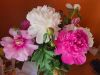 Peony.thumb.jpg.577bd5782bbbe767da8e9f1043933151.jpg