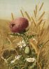 Thistle.thumb.jpg.056ff468f5a918edc7b3d7665279f298.jpg