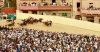 castelmonastero_palio2_top.thumb.jpg.99a7e5659998ee2f4db627779088230e.jpg