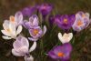 closeup-shot-of-white-and-purple-spring-crocus_181624-28142.jpg