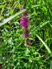 20210703_115213.thumb.jpg.8e03cf424b19ea03ffbb13191f320554.jpg