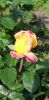 20210704_111559.thumb.jpg.b9b5c6f0b911b8e1bfdceb5713b82a29.jpg