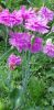 20210704_111740.thumb.jpg.d1eb3fa2a9502e48715465033041c9a4.jpg
