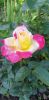 20210705_101118.thumb.jpg.f280a4a54f509e78786bb16248495ca1.jpg