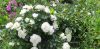 20210705_110931.thumb.jpg.f97ca0369225718fb24c59d6574e64f9.jpg