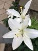 88FF31BE-ACEB-4C87-BD8C-37D15EE38DE4.thumb.jpeg.219bc6831c73c3a222a31e3cd17c4ff7.jpeg