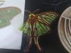 IMG_20210706_114602.thumb.jpg.676fb2036a8c81ade385ca3ae20c124e.jpg?1625600203098