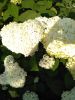 IMG_20210716_074416.thumb.jpg.b231db73ef7fd4a5e0e4f313575005d0.jpg
