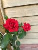 IMG_20210721_122741.thumb.jpg.ef6204690df7a7e45e4e3533bbee89dd.jpg