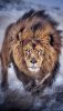 Ready To Pounce 2 by Joe VanEpps _ 500px.jpeg.jpg