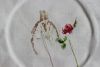 D13581C8-8157-4BCC-B0EA-FC7F271A64A4.thumb.jpeg.4cb8b132d04e5990c94e8279a77b9f76.jpeg