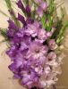 IMG-20210801-WA0018.thumb.jpg.8ec06d9049de684bb2bc4ba31b0ce83b.jpg