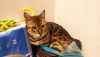 IMG-20210806-WA0052.thumb.jpg.c1065a89ae68c0354ea9f3c19d029a8b.jpg