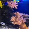 IMG_20210801_090544_845.thumb.jpg.d9a29be5664df082fecc946d0806f38b.jpg