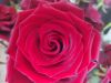 IMG_20210804_090919.thumb.jpg.a394993d803ee2ec5a9bd727b172b9c8.jpg