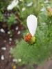 IMG_20210808_182316.thumb.jpg.2648a61eb4bce347a4d8ea52e5798e29.jpg