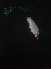 IMG_20210811_122237.thumb.jpg.3f643761d5def3aa75b8b1cdeb22f0ba.jpg