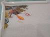 IMG_20210812_090534.thumb.jpg.945fc5a7e984f350bf0c497a480ce8b4.jpg