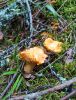 IMG_20210813_124935.thumb.jpg.ab9ca19b22088dffdbeedb8f1b61bd84.jpg
