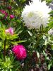 IMG_20210814_124942.thumb.jpg.d2e871197c7b4040e1fbc6023dc25b50.jpg