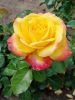 IMG_20210815_153744.thumb.jpg.5a09f39048f2dc7fdf4f4af34ba084db.jpg