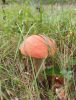 IMG_20210821_162129.thumb.jpg.562d336bfe1a43d82ef3362b2176992f.jpg