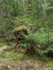 IMG_20210821_171300.thumb.jpg.82cdc52e27579acc0f3c99320e595507.jpg