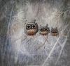 IMG_20210822_120004.thumb.jpg.62c9afbd3b690ab4534c2263e90af35b.jpg