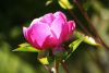 flower-5188064_1920.thumb.jpg.42bf9261a1558b11bae7311869f13068.jpg