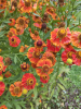 image.thumb.png.1b78e1207ea48d008ebc484f878615d5.png