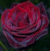 processed-2.thumb.jpeg.220fa89496ba43df86edd0cb54fd35a8.jpeg