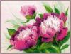 Amishop, Розовые пионы