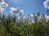 20210727_120604.thumb.jpg.a3208d818a5dee186e37f10a144f4eaf.jpg