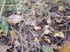 20210919_104310.thumb.jpg.2bc563eca8e86c5b5da52a94cf66b528.jpg