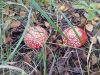 20210919_104634.thumb.jpg.47f0eb3cc7e4ab9107afb6fefe1a6e1e.jpg