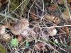 20210919_104714.thumb.jpg.0eeac0b5ae4940397ffd201e9d94a0bf.jpg?1632984382465