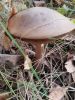 20210919_105243.thumb.jpg.903167c70b7d338d199e2a0b35c2dc1e.jpg