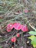 20210927_113133.thumb.jpg.596d64878d96a15a09b96d7906becae7.jpg