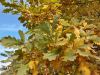 20210929_090509.thumb.jpg.59ff0e1886af7b3c86e22703678ecec7.jpg