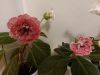 20210930_193604.thumb.jpg.7165400da8625b5cbce420d4a85c49a8.jpg