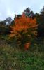 IMG-20210928-WA0002.thumb.jpeg.1baa8623a3a8f6b33a5417bec56e2a8c.jpeg