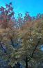 IMG-20210929-WA0001.thumb.jpeg.0dbeeb3ffa010c9af128404c1b62ff37.jpeg