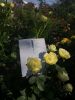 IMG_20210825_111322.thumb.jpg.7352c26ca08ea9345e97785544244350.jpg
