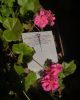 IMG_20210901_081015_104.thumb.jpg.2ddeaeabfbce6a21117474bbed43b647.jpg